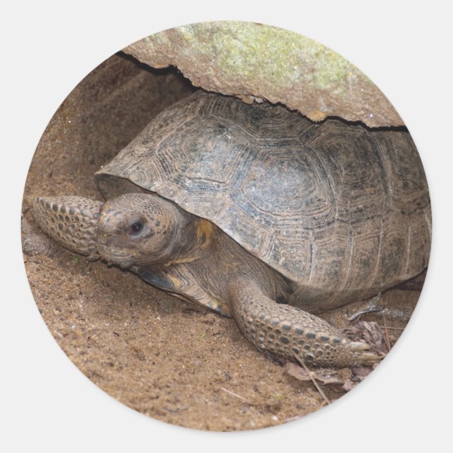 Pegatina Redonda Tortuga Gopher (Anverso)