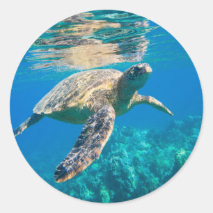 Pegatina Redonda Tortuga marina nadadora