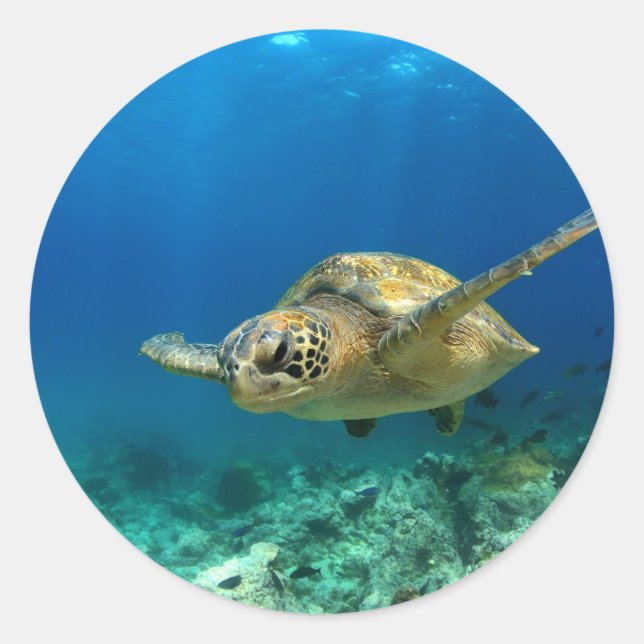 Pegatina Redonda Tortuga marina submarina (Anverso)