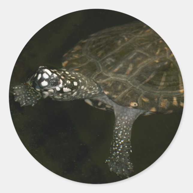 Pegatina Redonda Tortuga nadando (Anverso)