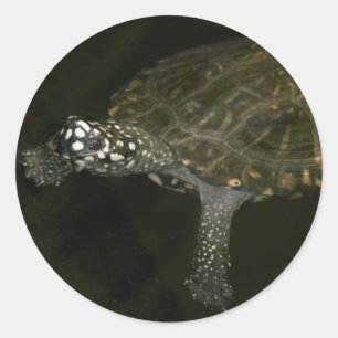 Pegatina Redonda Tortuga nadando