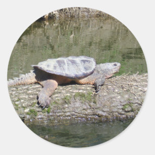 Pegatina Redonda Tortuga Snapping