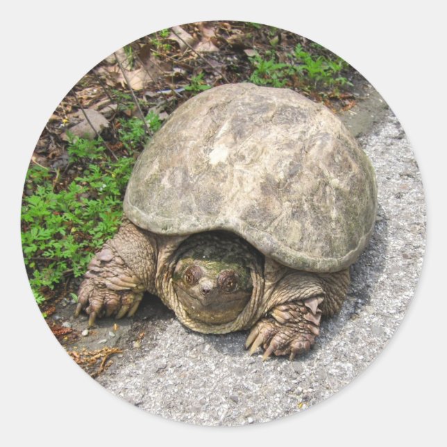 Pegatina Redonda Tortuga Snapping (Anverso)