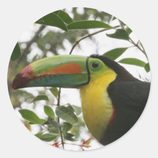 Pegatina Redonda Toucan in the Jungle