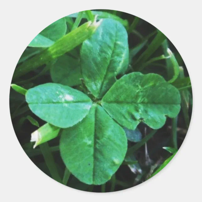 Trefle Sticker Pegatina Redonda Trèfle à quatre feuilles Sticker | Zazzle.es