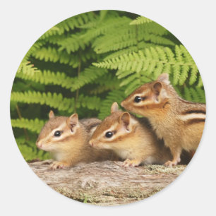 Pegatina Redonda tres chipmunks del bebé