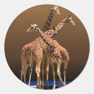 PEGATINA REDONDA TRES GIRAFFES