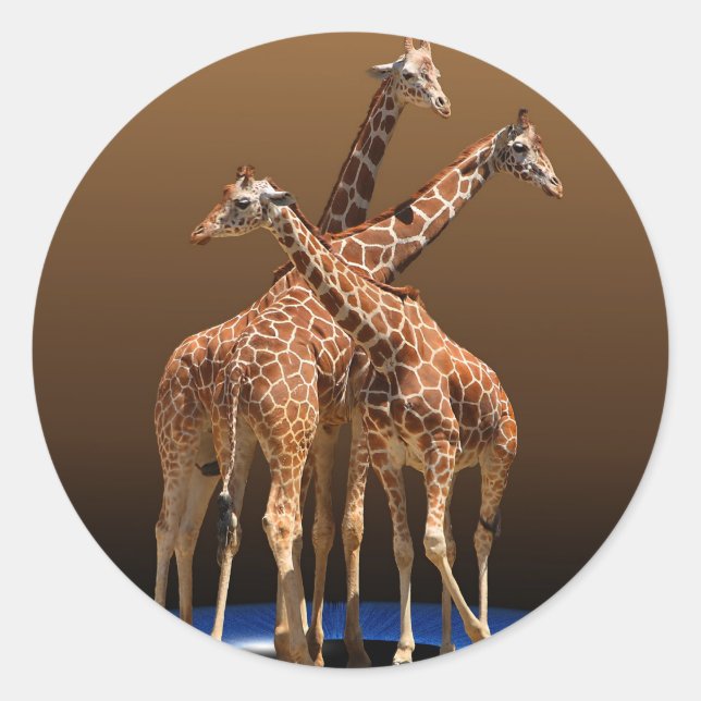 PEGATINA REDONDA TRES GIRAFFES (Anverso)