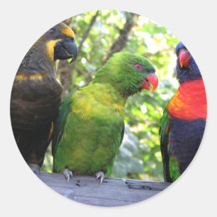 Pegatina Redonda Tres Lorikeets