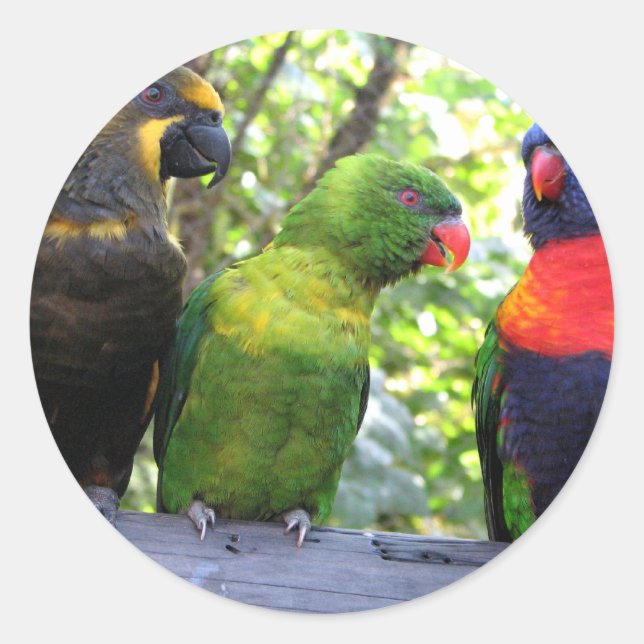 Pegatina Redonda Tres Lorikeets (Anverso)