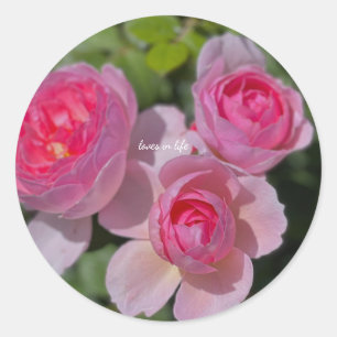 Pegatina Redonda Tres rosas rosadas bonitas