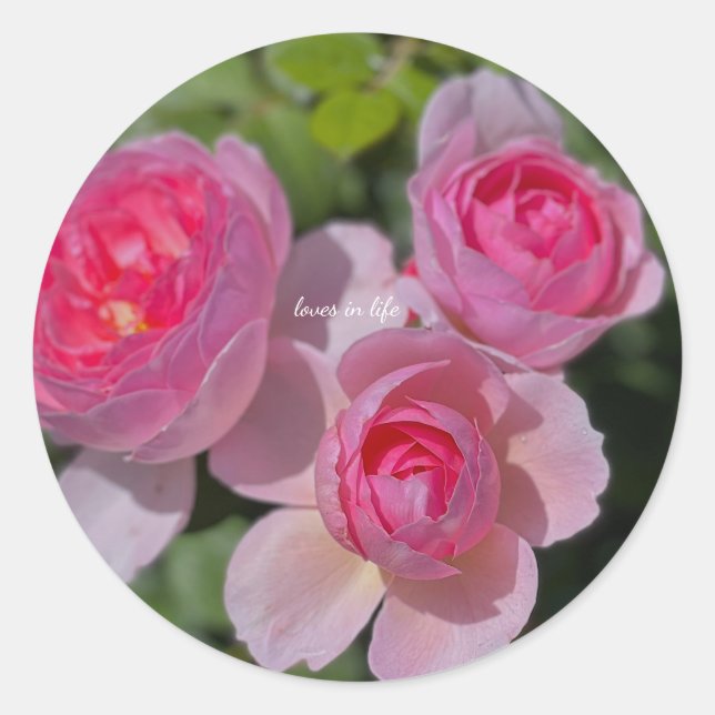 Pegatina Redonda Tres rosas rosadas Bonitos (Anverso)