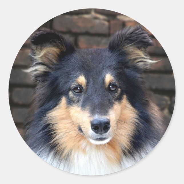 Pegatina Redonda Tricolor Sheltie (Anverso)