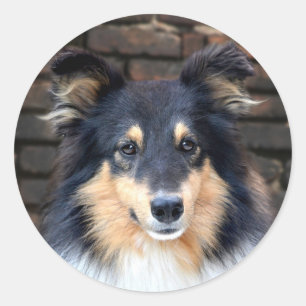 Pegatina Redonda Tricolor Sheltie