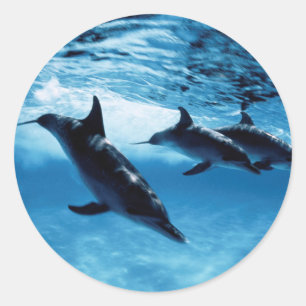 Pegatina Redonda Trío de delfines