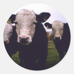 Pegatina Redonda Trío del becerro