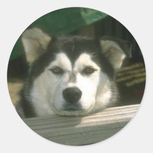 Pegatina Redonda Triste cachorro