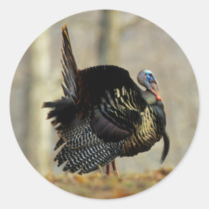 Pegatina Redonda Trotamundos de pavo macho, Illinois