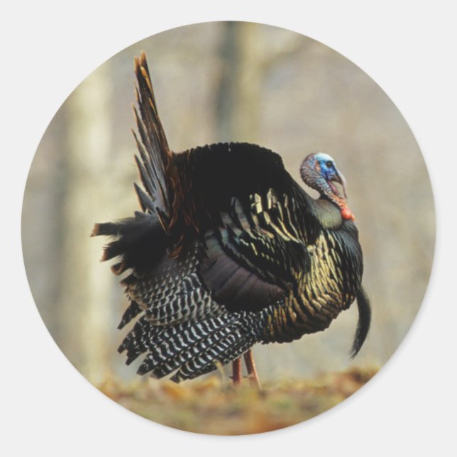 Pegatina Redonda Trotamundos de pavo macho, Illinois (Anverso)