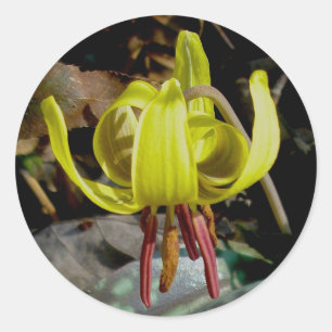 Pegatina Redonda Trout Lily #1 Pegatinas