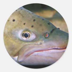 Pegatina Redonda Trucha de Brown