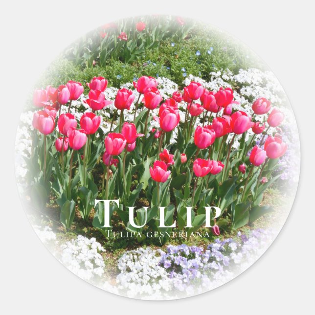 Pegatina Redonda Tulip (Anverso)
