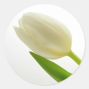 Pegatina Redonda Tulip blanco