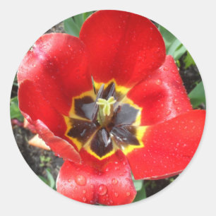 Pegatina Redonda Tulip de primavera
