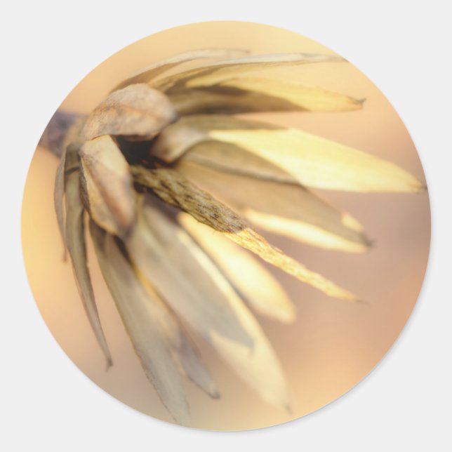 Pegatina Redonda Tulip Poplar Empty Seed Pod (Anverso)