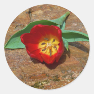 Pegatina Redonda Tulip rojo primavera