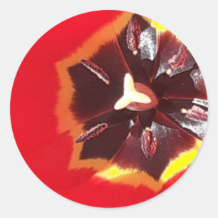 Pegatina Redonda Tulip Rojo Scarlet