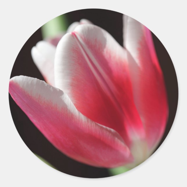 Pegatina Redonda Tulip rosa (Anverso)