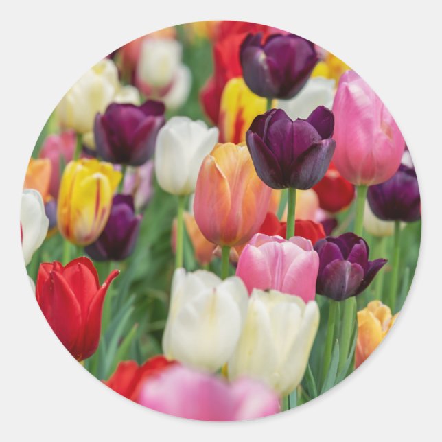 Pegatina Redonda Tulip Spring Flores Jardín Floral Amarillo Rojo (Anverso)