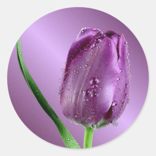 Pegatina Redonda tulipán púrpura con gotas de lluvia