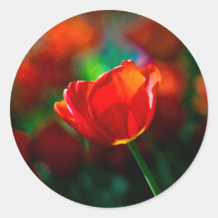 Pegatina Redonda Tulipán rojo - Misterio del florecimiento