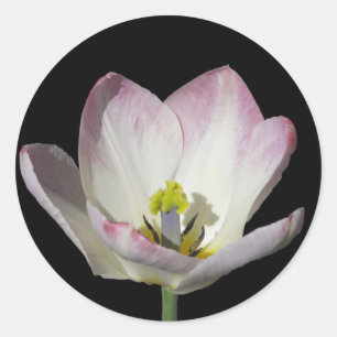 Pegatina Redonda Tulipán rosado en negro