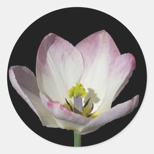 Pegatina Redonda Tulipán rosado en negro (Anverso)