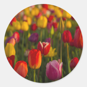 Pegatina Redonda Tulipanes, Festival de Tulipanes, Woodburn, Oregon