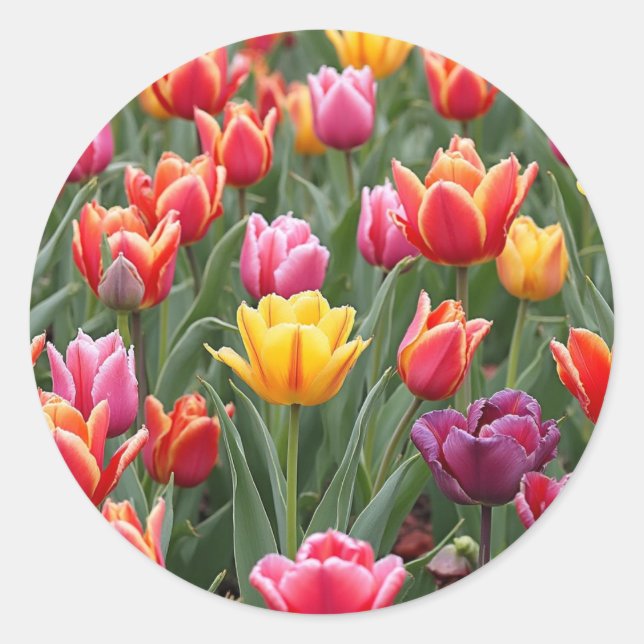 Pegatina Redonda Tulipanes holandeses (Anverso)
