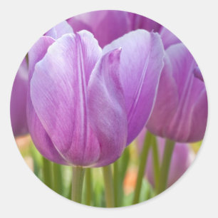 Pegatina Redonda Tulipanes púrpuras que florecen en primavera