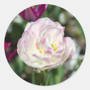 Pegatina Redonda Tulipanes rosa brillante en un día soleado