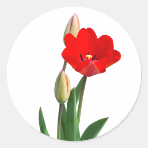 Pegatina Redonda Tulips Classic Round Sticker