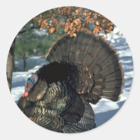 Turquía salvaje del este, enorme gobbler en plena 