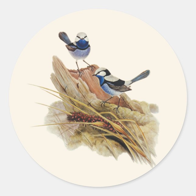 Pegatina Redonda Turquoisine Magnífica Warbler, (Anverso)