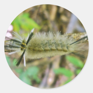 Pegatina Redonda Tussock Moth Caterpillar