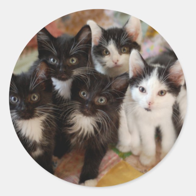 Pegatina Redonda Tuxedo Kittens (Anverso)