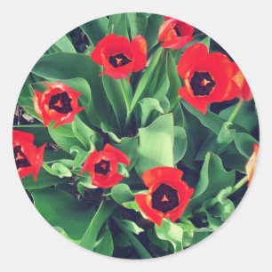 Pegatina Redonda Un Bouquet de Tulipanes en el jardín