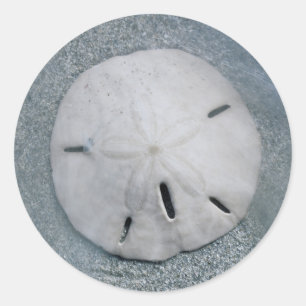 Pegatina Redonda Un dólar de arena en la playa  Isla Sanibel, Flor