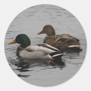 Pegatina Redonda Un Drake y una Hen