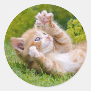Pegatina Redonda Un gatito de gatito lindo y divertido jugando en u